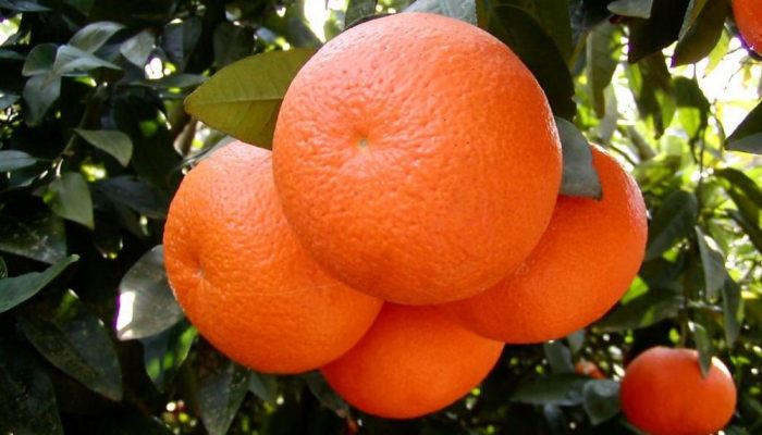 WhatsApp Image 2024-04-19 at 12.12.39 PM