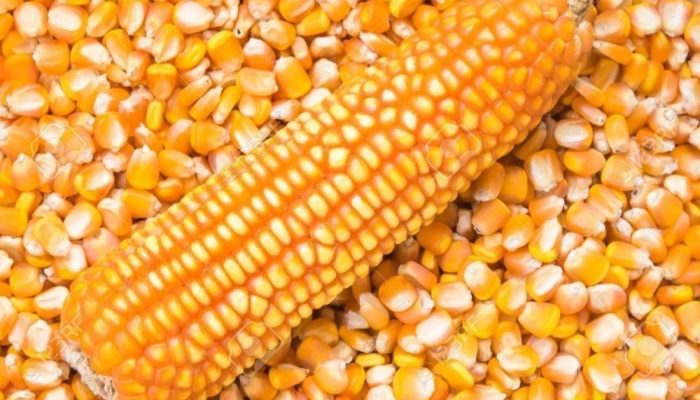 WhatsApp Image 2024-04-19 at 12.30.07 PM